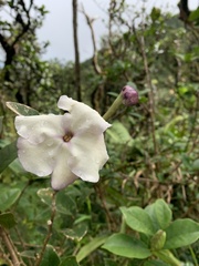 Brunfelsia