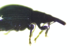 Brentidae