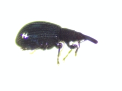 Brentidae