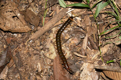 Scolopendra hermosa