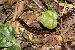 Scolopendra hermosa