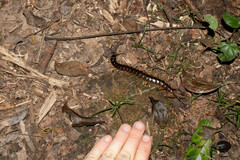 Scolopendra hermosa