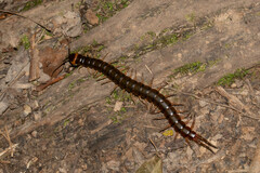 Scolopendra hermosa
