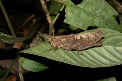 Colpolopha latipennis