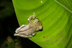 Osteocephalus buckleyi