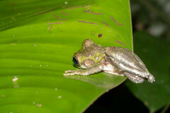 Osteocephalus buckleyi