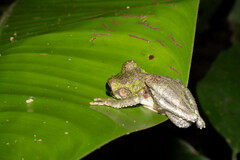 Osteocephalus buckleyi