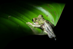 Osteocephalus buckleyi