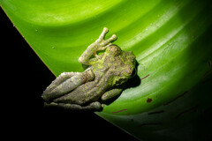 Osteocephalus buckleyi