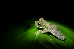 Osteocephalus buckleyi