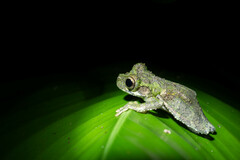 Osteocephalus buckleyi