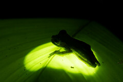 Osteocephalus buckleyi