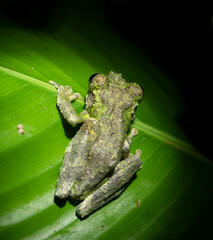 Osteocephalus buckleyi