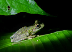 Osteocephalus buckleyi