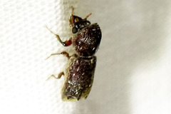 Dendrobiella aspera