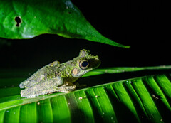 Osteocephalus buckleyi