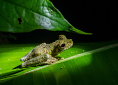 Osteocephalus buckleyi