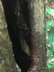 Frostius pernambucensis