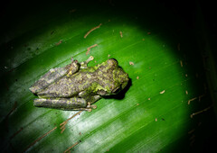 Osteocephalus buckleyi