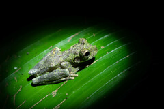 Osteocephalus buckleyi