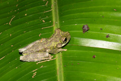 Osteocephalus buckleyi