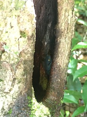 Frostius pernambucensis