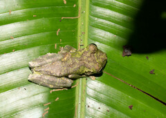 Osteocephalus buckleyi