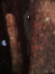 Frostius pernambucensis