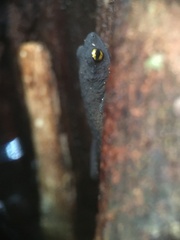 Frostius pernambucensis