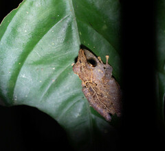 Pristimantis kichwarum