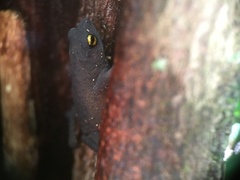 Frostius pernambucensis