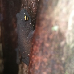 Frostius pernambucensis