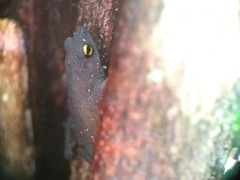 Frostius pernambucensis