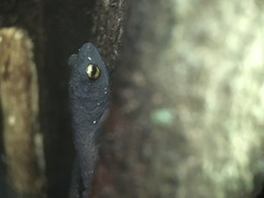 Frostius pernambucensis