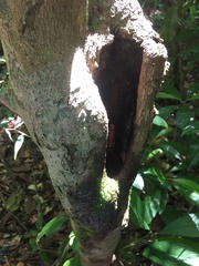 Frostius pernambucensis