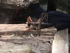Listroscelidinae