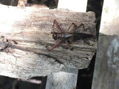 Listroscelidinae