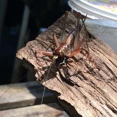 Listroscelidinae
