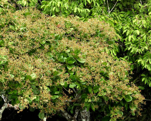Anacardium giganteum, photograph 6