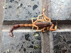 Tityus carrilloi