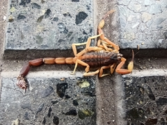 Tityus carrilloi
