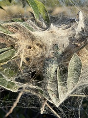 Stegodyphus dumicola