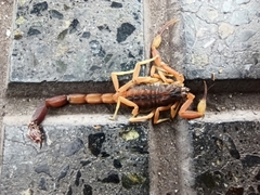 Tityus carrilloi
