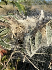 Stegodyphus dumicola