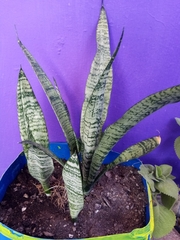 Sansevieria