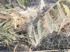 Stegodyphus dumicola