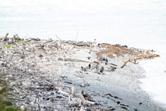 Phalacrocorax varius varius