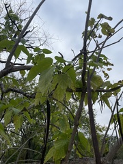 Catalpa bignonioides