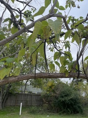 Catalpa bignonioides