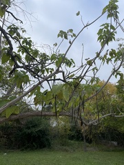 Catalpa bignonioides
